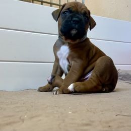 Boxer Puppies from Red Rock Boxers