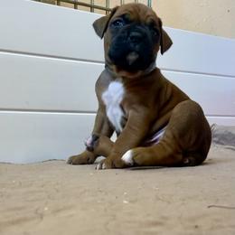 Boxer Puppies from Red Rock Boxers