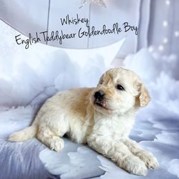 Whiskey English Teddybear - Apricot male Goldendoodle puppy in Grove, Oklahoma from Guinn Family Farms