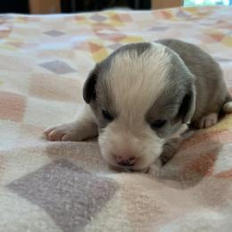 Blue - Blue merle and white male Cardigan Welsh Corgi puppy in Divide, Colorado from Aspen Peak Corgis
