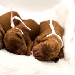 Red Petite Girl - Red  female Goldendoodle puppy in Lewisville, Texas from Zink Doodles