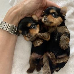 Yorkshire Terrier Puppies from PANACHE YORKIES