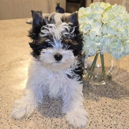 Alvin - Black tan and white male Biewer Terrier puppy in El Paso, Texas from BabyCake Biewers