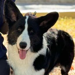 Winston - Cardigan Welsh Corgi