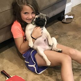Pug Puppies from Hopestars Pugs