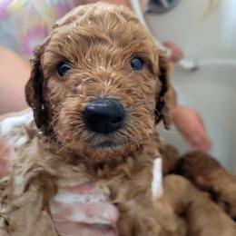 Goldendoodle Puppies from 3 Willows Goldendoodles