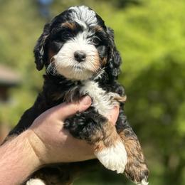 Australian Mountain Doodle and Bernedoodle Puppies from Blue Skye Doodles