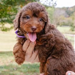 Sofie's Purple Girl - Red female Aussiedoodle puppy in Burkesville, Kentucky from Bline’s Awesome Aussies, Aussiedoodles & Doxies at the Bline Family Farm