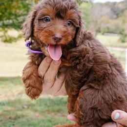 Sofie's Purple Girl - Red female Aussiedoodle puppy in Burkesville, Kentucky from Bline’s Awesome Aussies, Aussiedoodles & Doxies at the Bline Family Farm