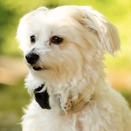 Maltese from River View Maltese