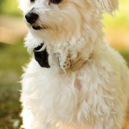 Maltese from River View Maltese