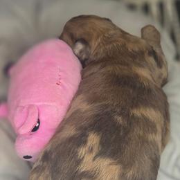 Aussiedoodle puppies from Pasta Puppies Doodles