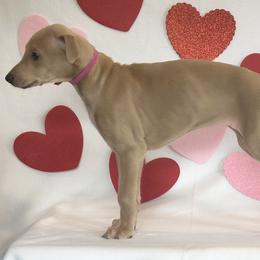 Girl 2 - Blue fawn Greyhound puppy in St. Louis, Missouri from Velocitas Greyhounds
