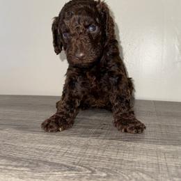 Black collar - Brown female Poodle puppy in Valdosta, Georgia from Posh Poodles
