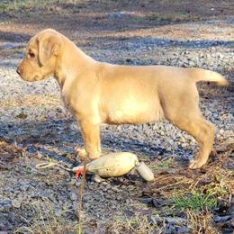 American Bully and Labrador Retriever Puppies from RBR Kennel-Ross Bullies & Retrievers