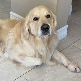 Golden Retrievers from Hyalite Family Kennel