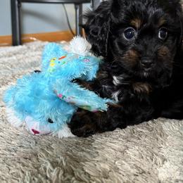 Cavapoo Puppies from Panda Puppies