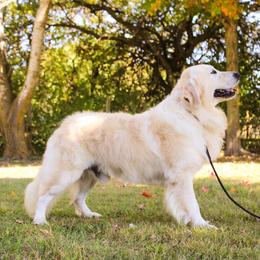 Golden Retriever puppies from Sweet Breeze Acres