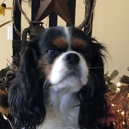Michaela - Cavalier King Charles Spaniel