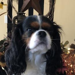 Michaela - Cavalier King Charles Spaniel