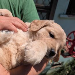 Girl 2 - female Golden Retriever puppy in Yucaipa, California from Golden Kennel Breeders