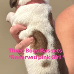 Basset Hound Puppies from Three Boys Bassets