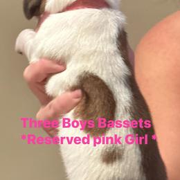 Basset Hound Puppies from Three Boys Bassets