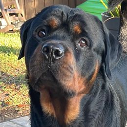 Rottweilers from Von Hause Meadow Rottweilers
