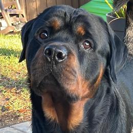 Rottweilers from Von Hause Meadow Rottweilers