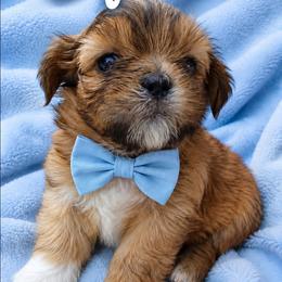 Squirt - Brindle and white male Shih Tzu puppy in Rockmart, Georgia from Sonya Garrett