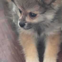 Gracie - Cream sable female Pomeranian puppy in El Centro, California from BabyBooPoms