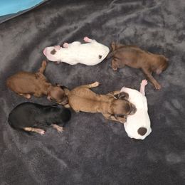 Poodle puppies from Sosebees toy & mini poodles