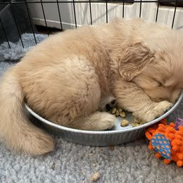 Golden Retriever Puppies from Riverstone Goldens