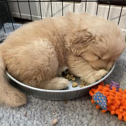 Golden Retriever Puppies from Riverstone Goldens