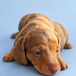 Spider-Man - Dapple male Dachshund puppy in Afton, Oklahoma from C5 Doodles