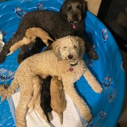 Goldendoodle All Grown Up from Budge Family Goldendoodles