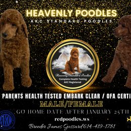 Poodle Puppies from Heavenly Poodles