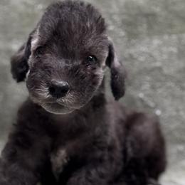 Bedlington Terriers and Poodles from Anolani