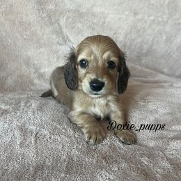 Salem - Dachshund puppy from Doxie_pupps