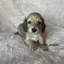 Salem - Dachshund puppy from Doxie_pupps