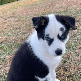 Siberian Husky Puppies from Siberian Huskies-Beckham the Great