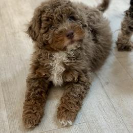Ruby Red Valentine - Red merle female Aussiedoodle puppy in Charlestown, Indiana from Forever Aussies and A Doodle