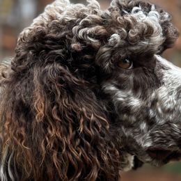 Old English Sheepdogs, Poodles, and Sheepadoodles from Love Tallulah Sheepadoodles LLC