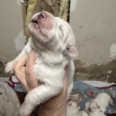 Boy 2 - White female Great Pyrenees puppy in Carbon, Indiana from Patriot Farm & Forestry