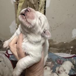 Boy 2 - White female Great Pyrenees puppy in Carbon, Indiana from Patriot Farm & Forestry