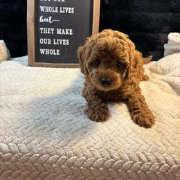 Oscar - Red  male Goldendoodle puppy in White Pigeon, Michigan from Delaryedoodles