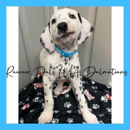 Dalmatian Puppies from Rainier DALS LUA Dalmatians of Washington