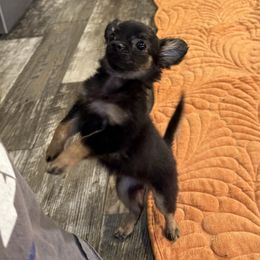 Cupcake - Black and tan female Chihuahua puppy in Summerfield, Florida from Uey’s Chihuahuas