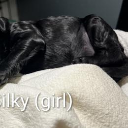Silky - Black female Poodle puppy in Vinton, Iowa from Doodles to Love