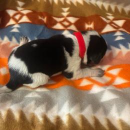 Sammy - Blue ticked and tan male Bluetick Coonhound puppy in Mount Pleasant, Texas from Harmons Hounds